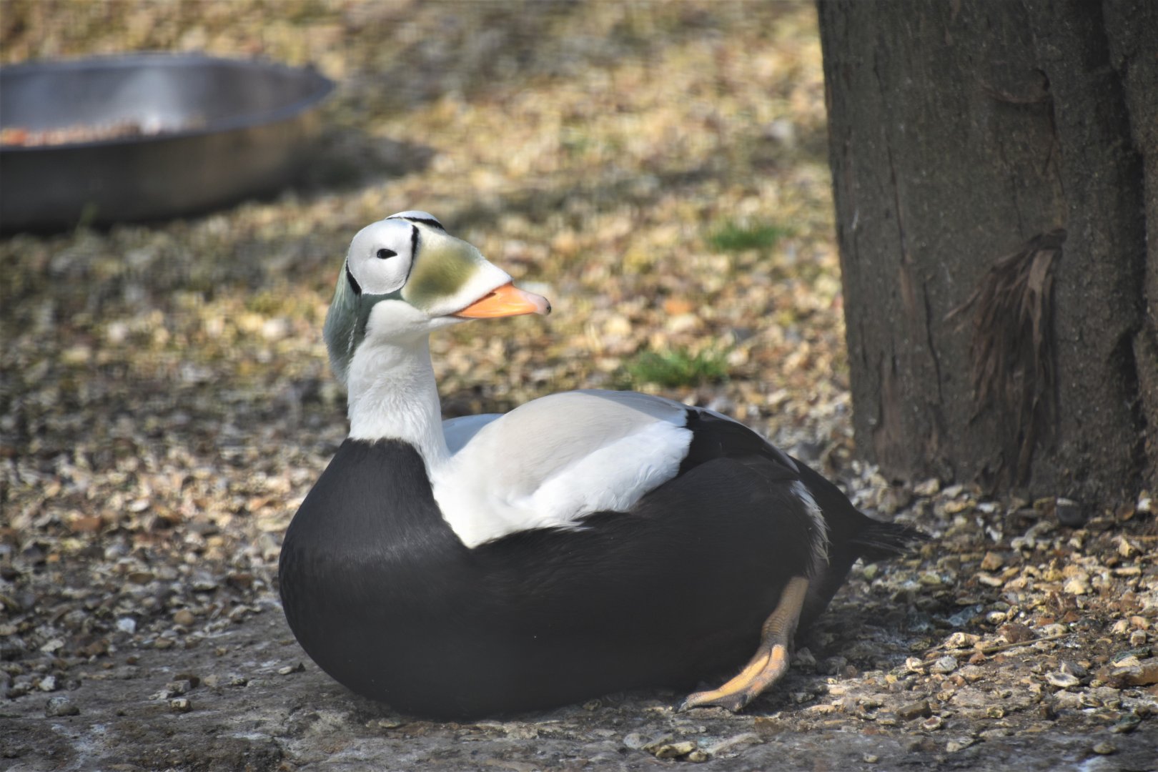 Spectacled eider