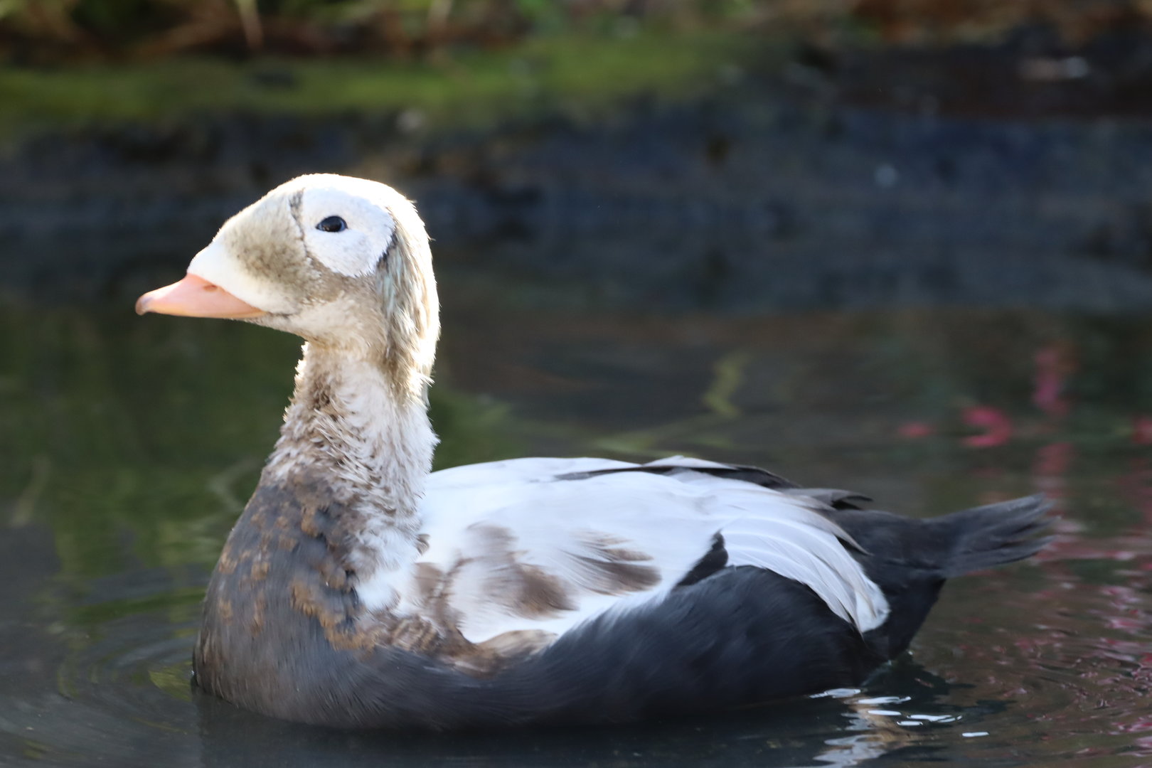 Spectacled Eider