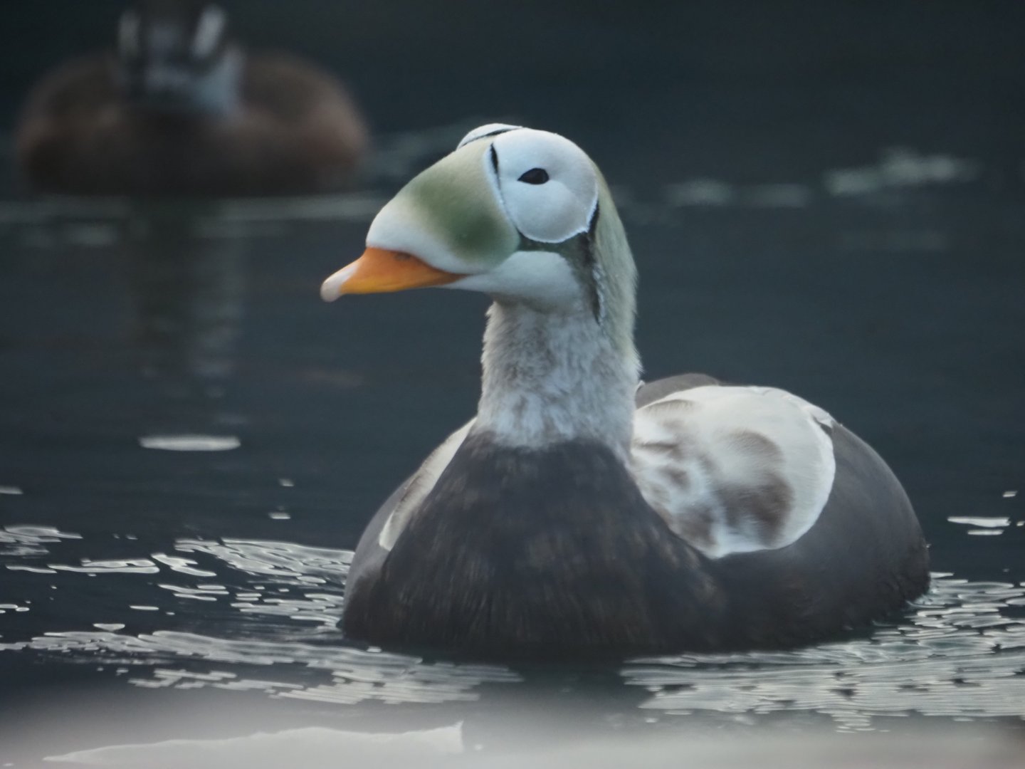 Spectacled Eider