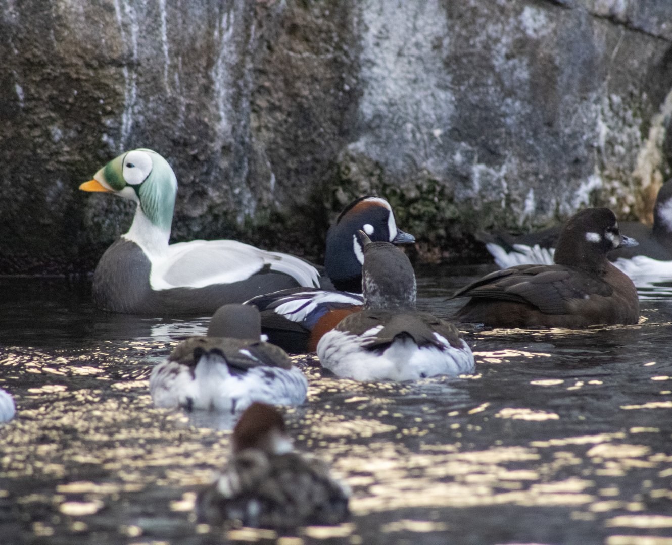 Spectacled Eider