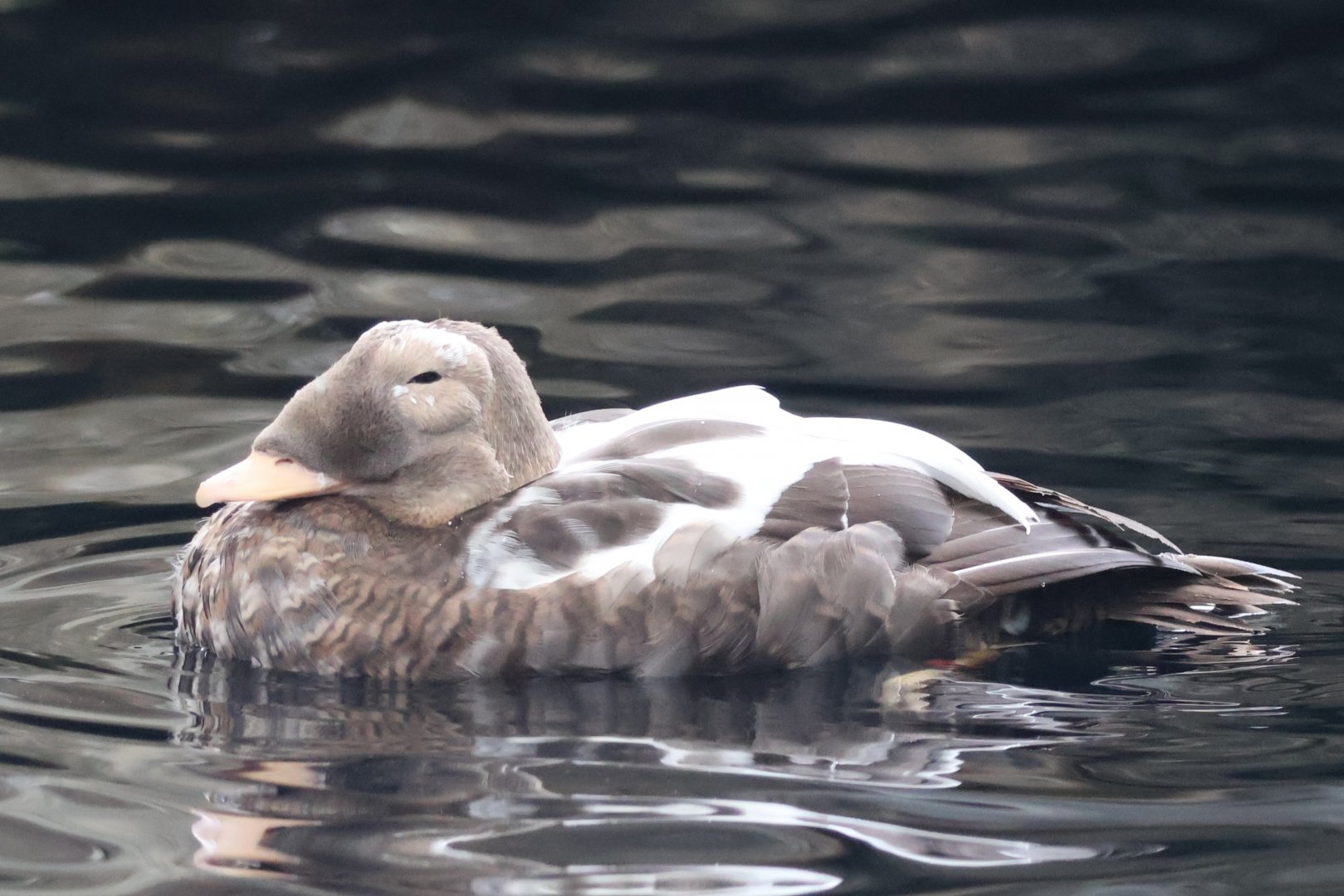 Spectacled Eider