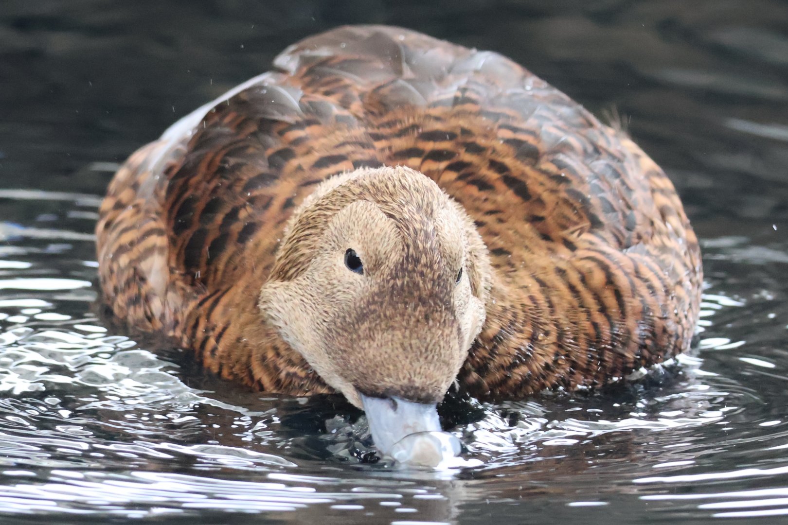 Spectacled Eider