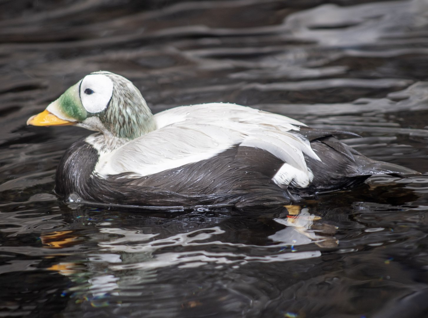 Spectacled Eider