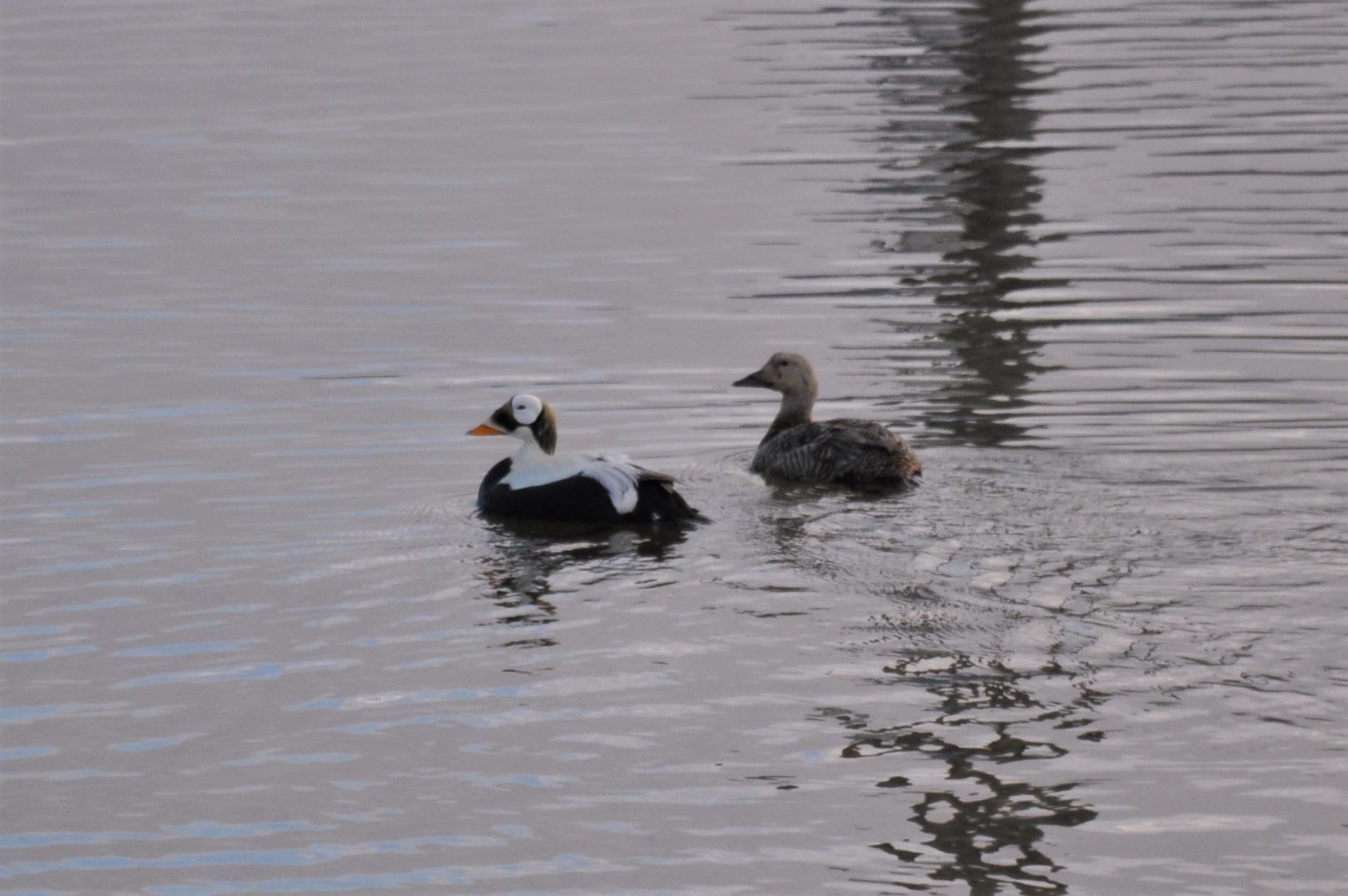 Spectacled Eiders - Alaska