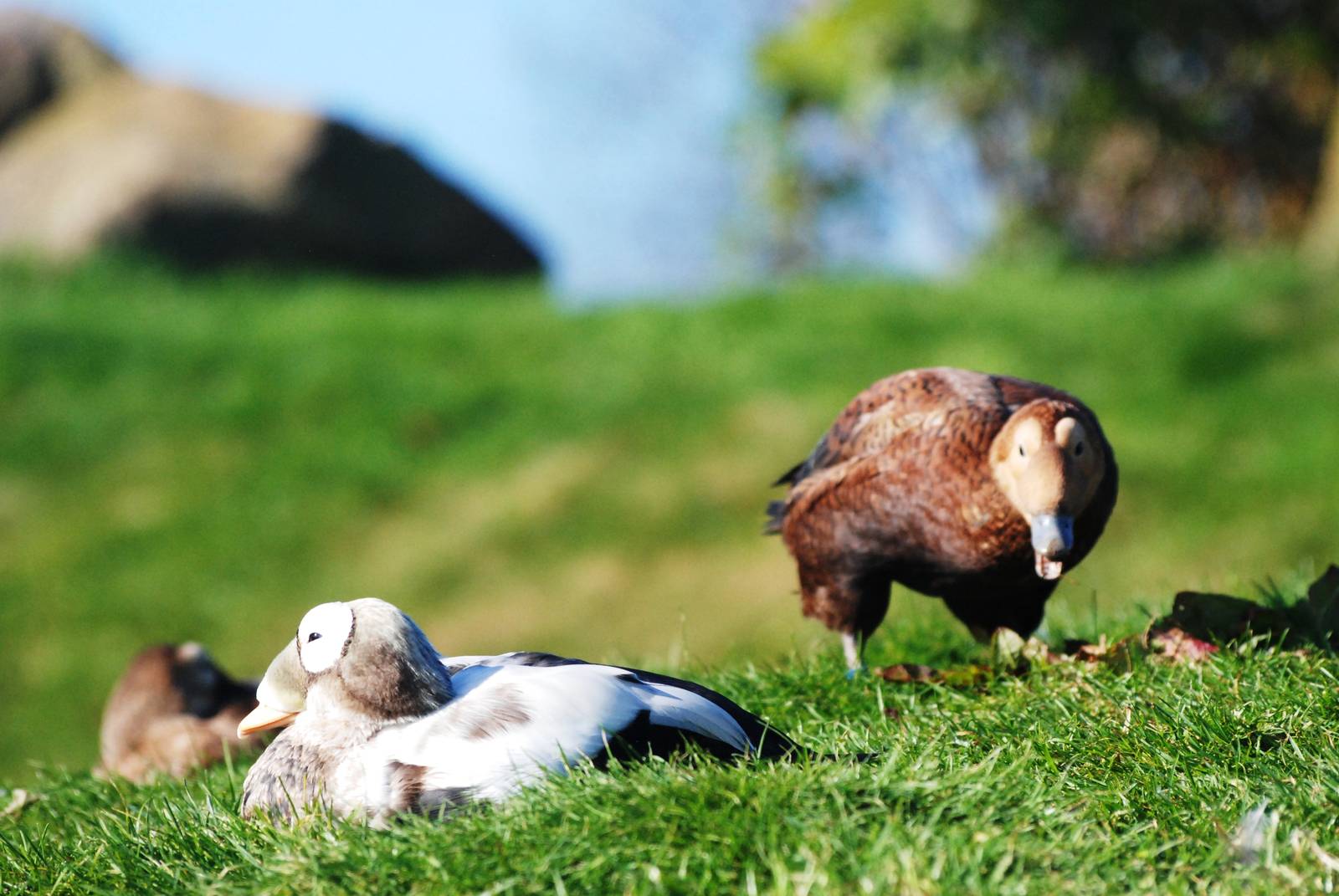 Spectacled Eiders at Blackbrook, 21/10/12