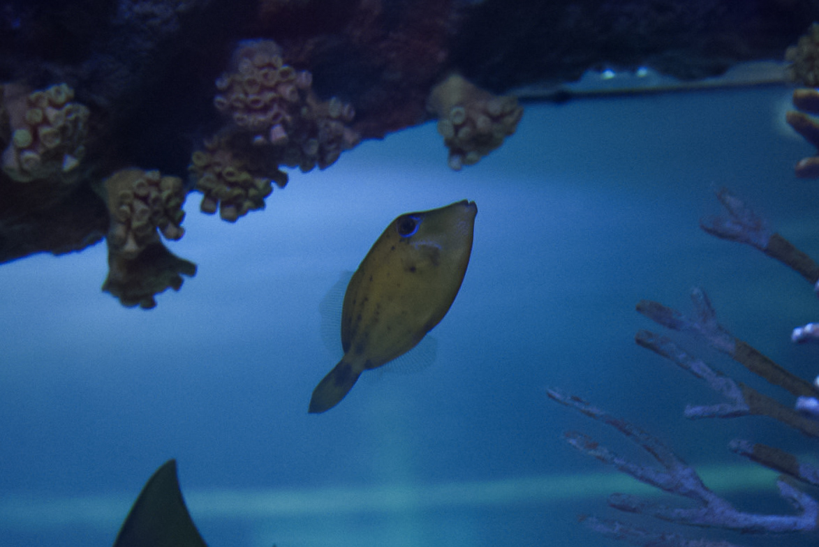 Spectacled Filefish