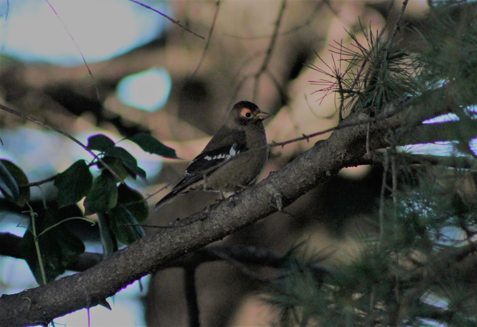 Spectacled Finch (Callacanthus burtoni)
