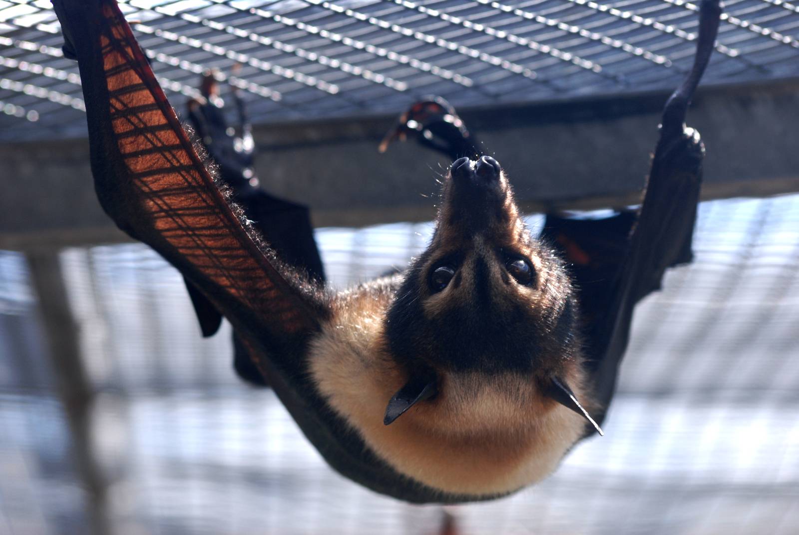Spectacled Flying Fox at Lubee Bat Conservancy, 11/10/13