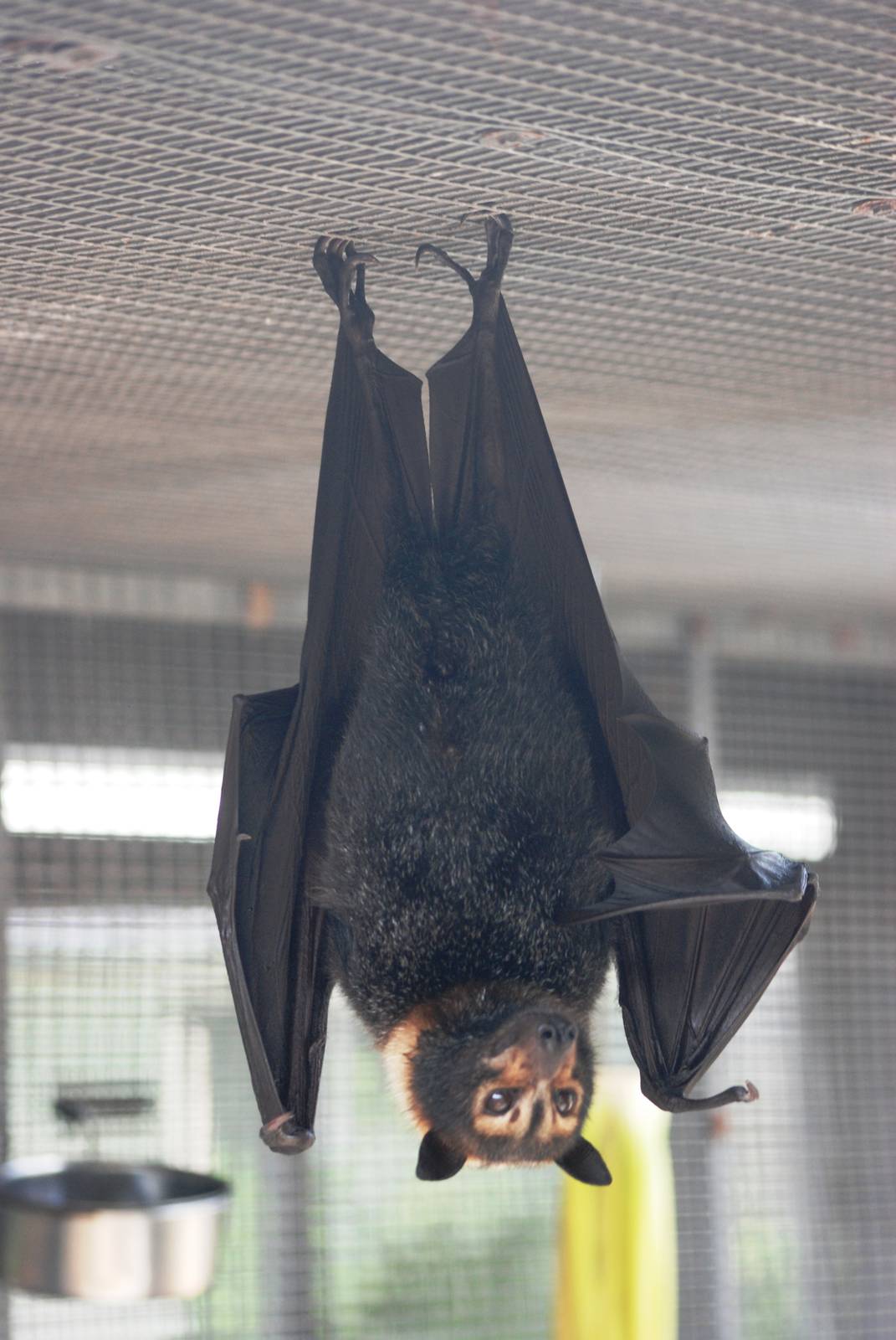 Spectacled Flying Fox at Lubee Bat Conservancy, 11/10/13