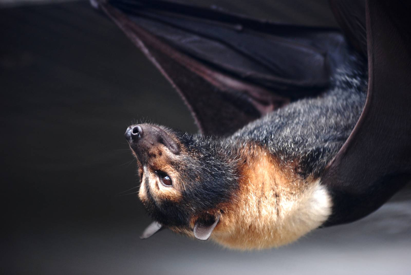 Spectacled Flying Fox at Lubee Bat Conservancy, 11/10/13