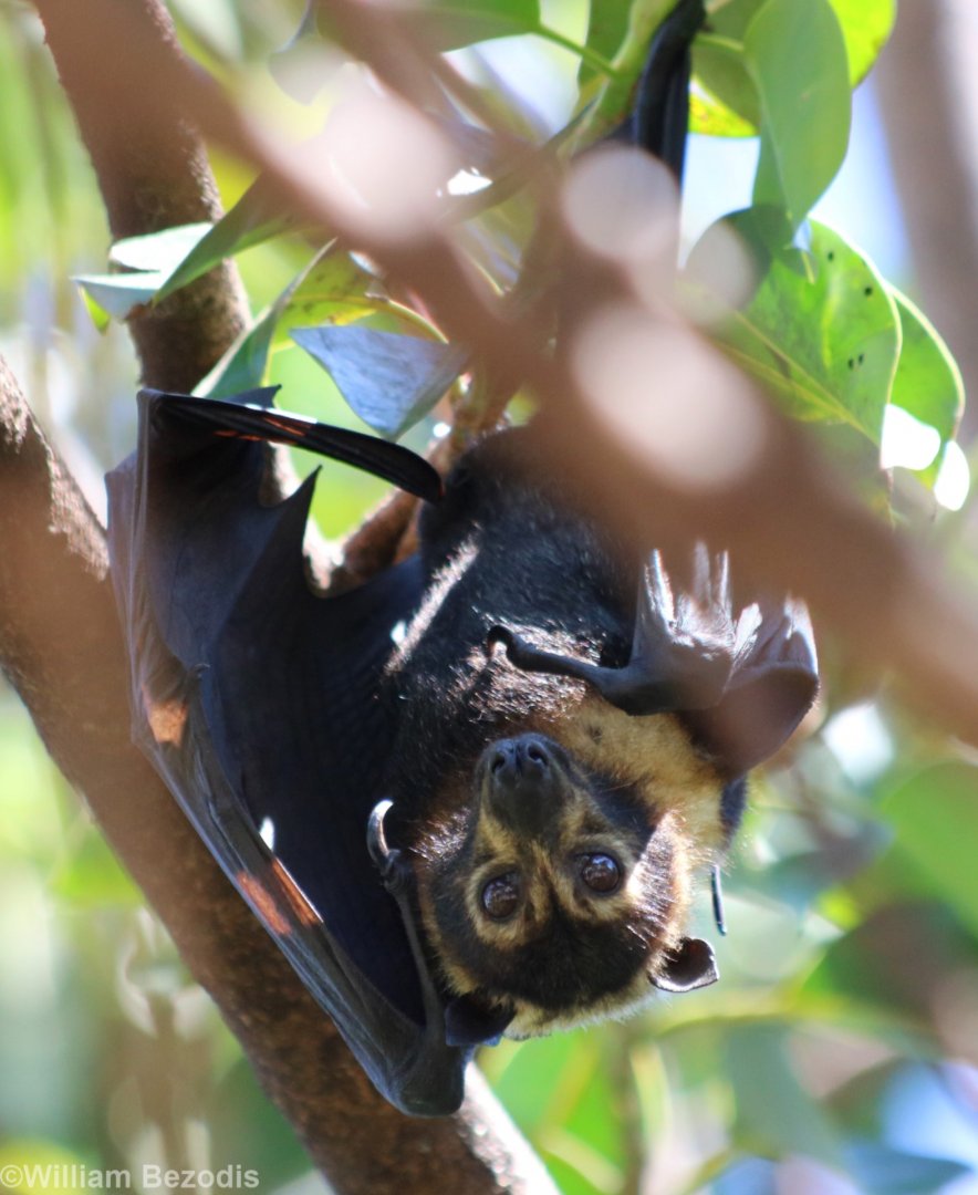 Spectacled Flying Fox, Cairns