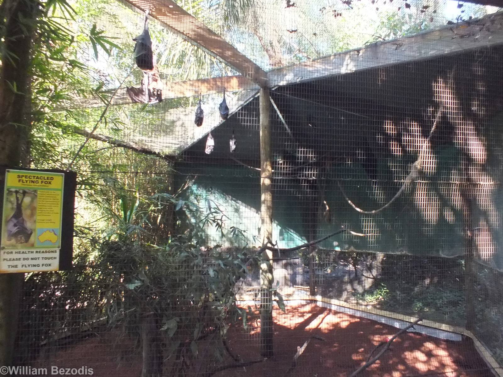 Spectacled Flying Fox Enclosure - Caversham Wildlife Park