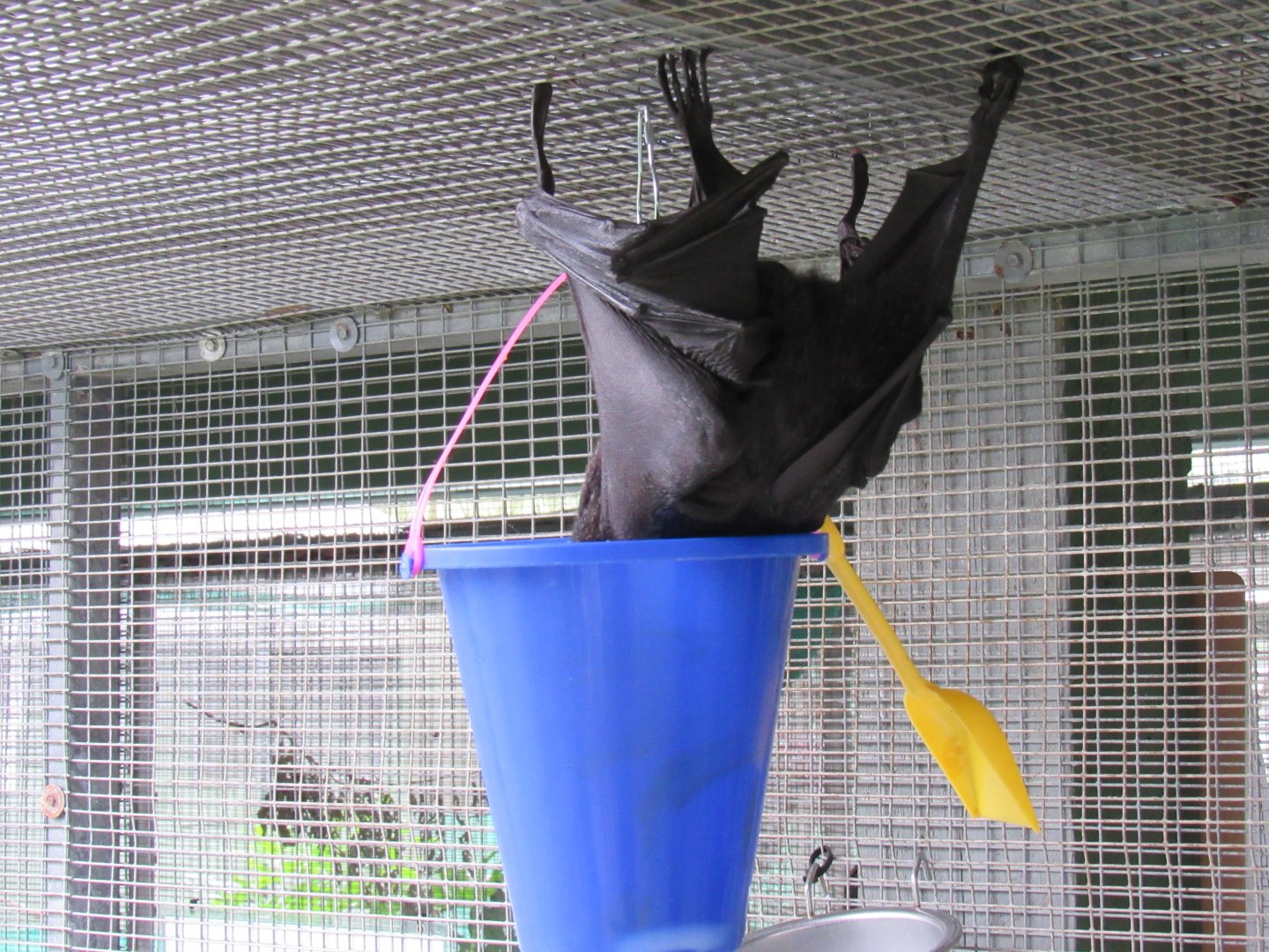 Spectacled Flying Fox Enrichment