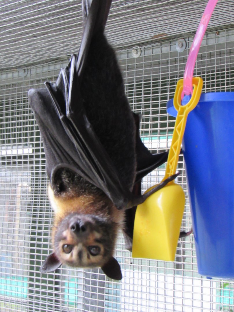 Spectacled Flying Fox Enrichment