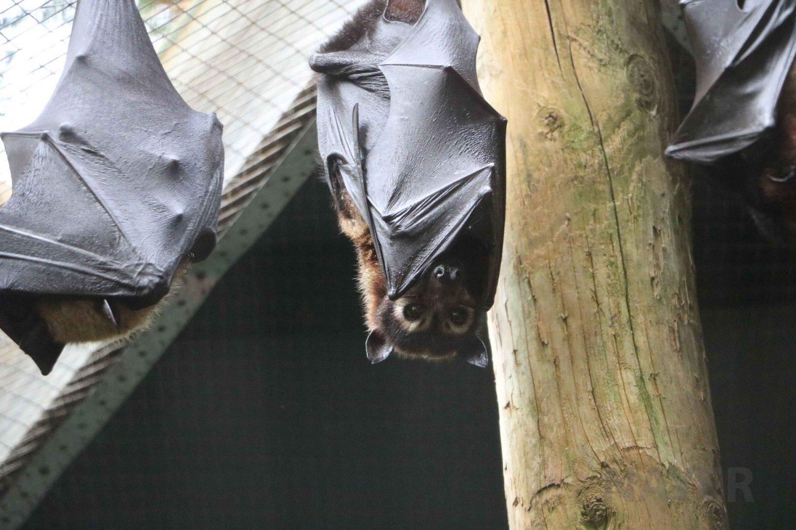 Spectacled flying fox, June 2016