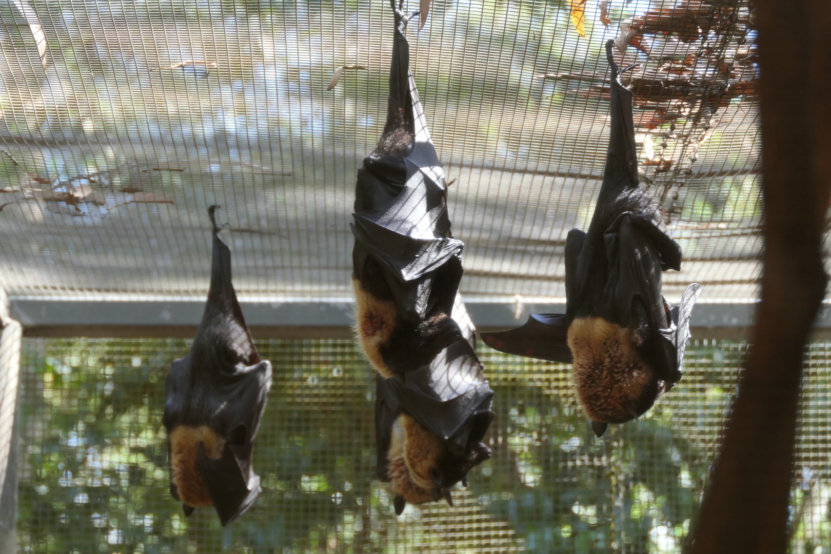 Spectacled Flying-fox (Pteropus conspicillatus conspicillatus)