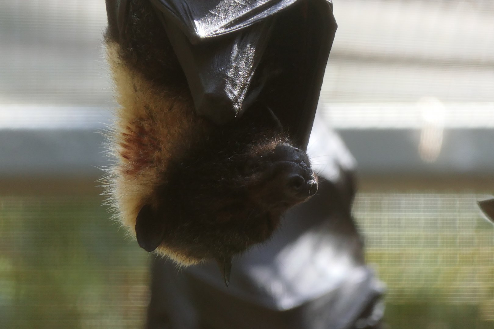 Spectacled Flying-Fox (Pteropus conspicillatus conspicillatus)