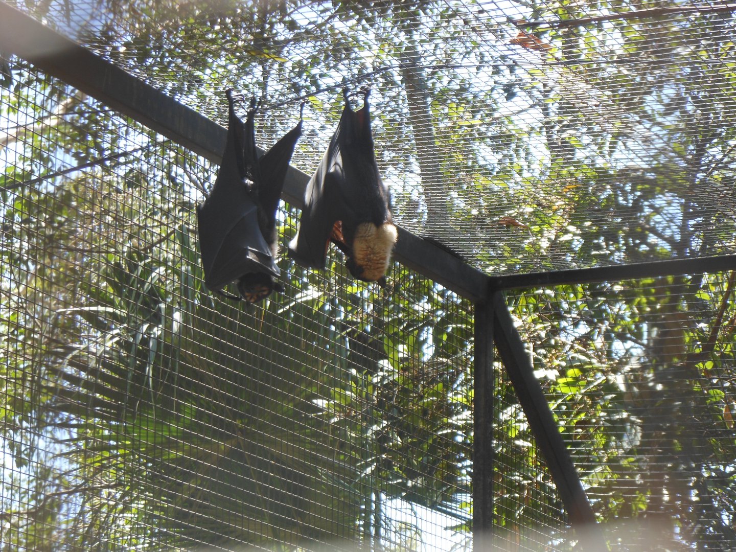 Spectacled Flying-fox (Pteropus conspicillatus)