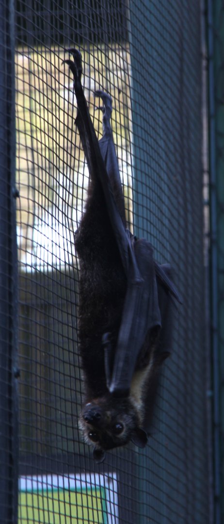 spectacled flying fox (Pteropus conspicillatus)
