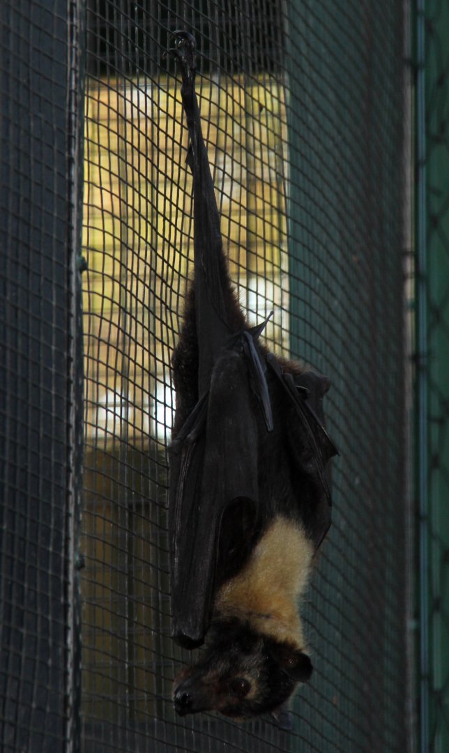 spectacled flying fox (Pteropus conspicillatus)