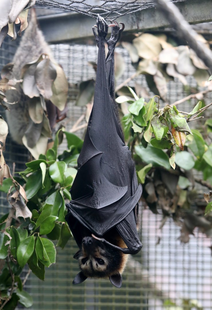 Spectacled Flying-fox (Pteropus conspicillatus)