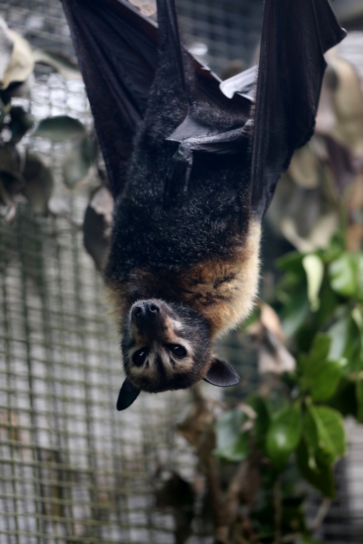 Spectacled Flying-fox (Pteropus conspicillatus)