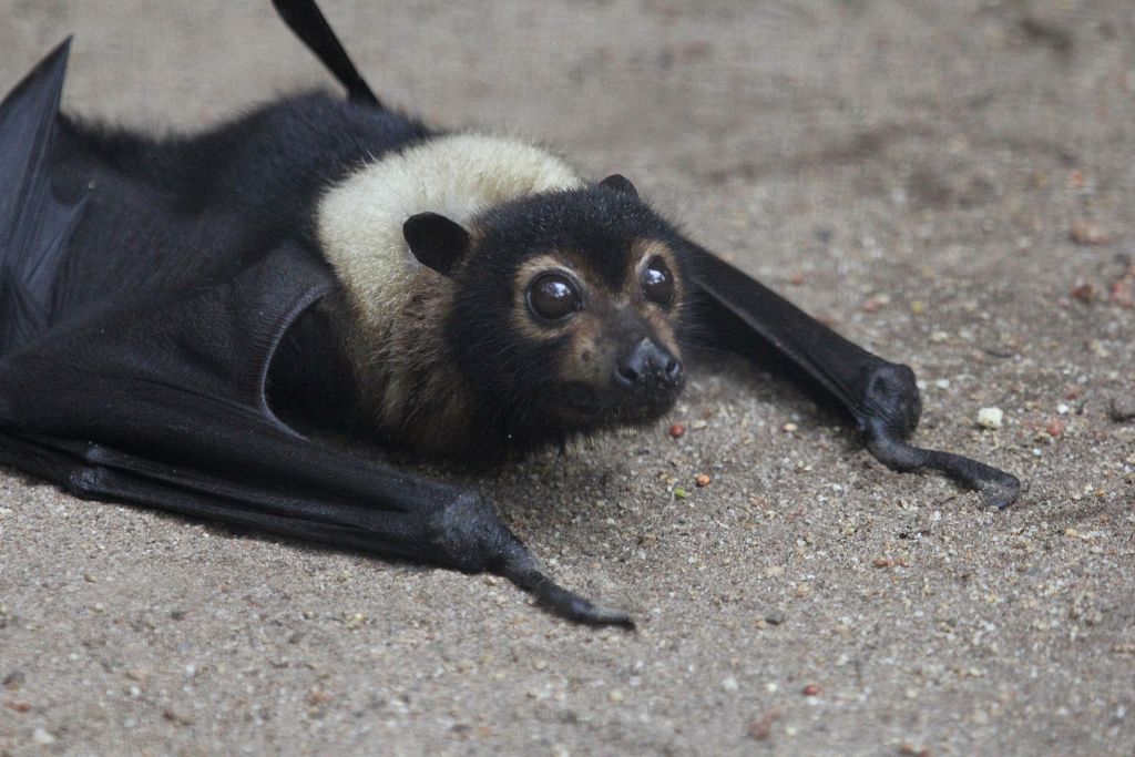 Spectacled Flying Fox