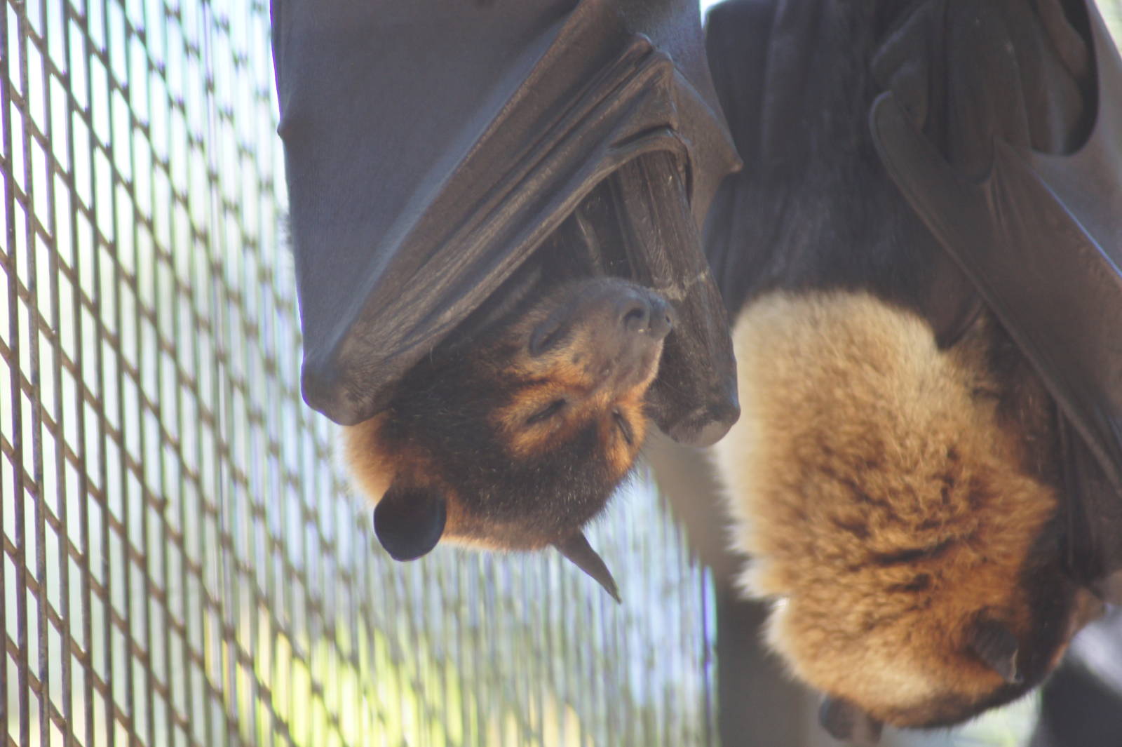 Spectacled flying fox
