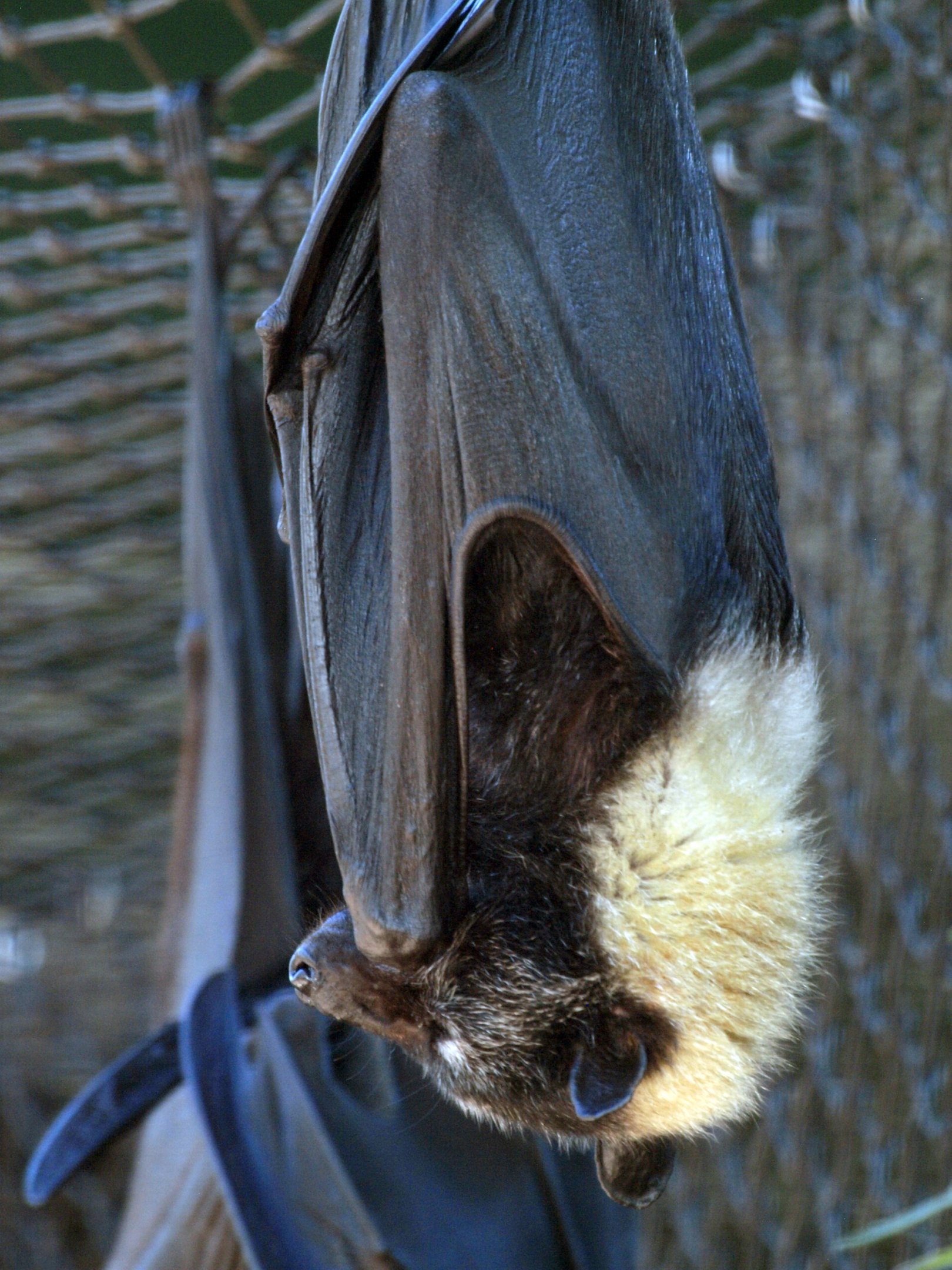 Spectacled Flying fox