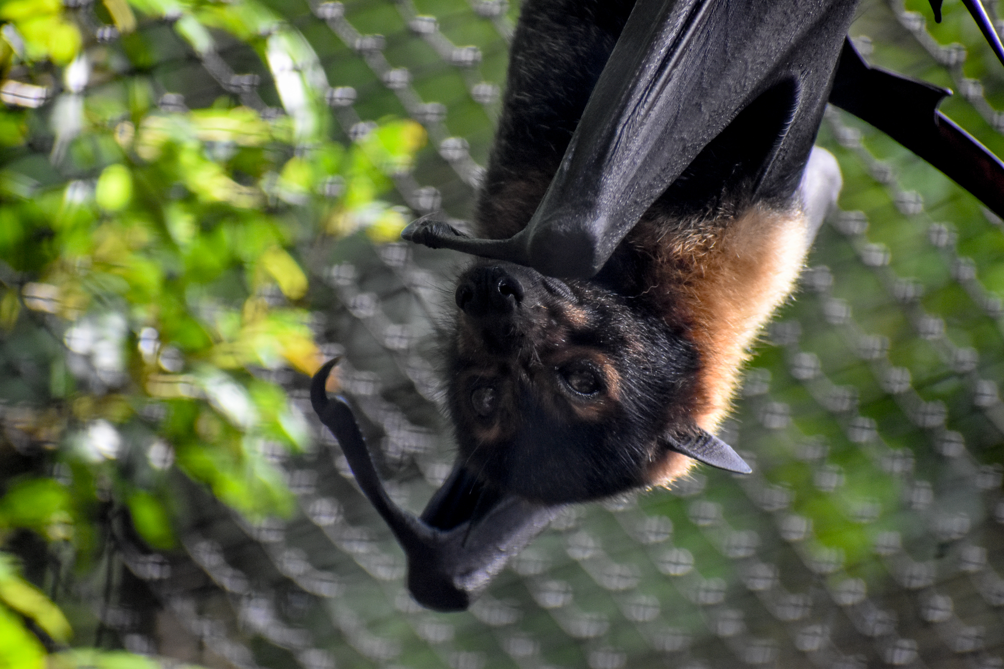 Spectacled Flying-Fox