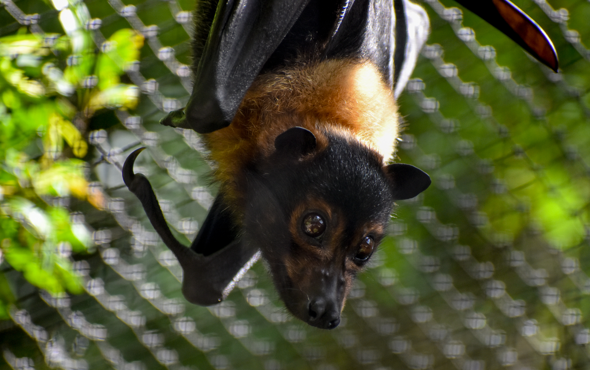 Spectacled Flying-Fox
