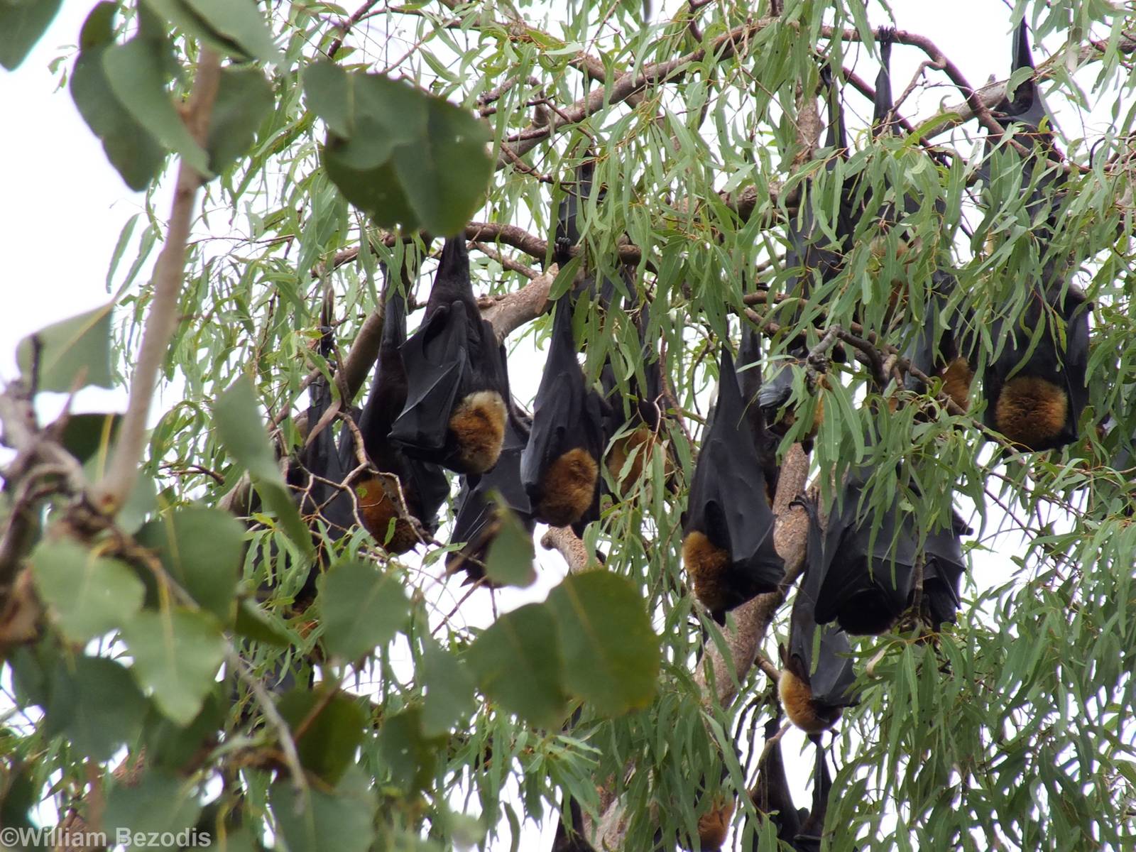 Spectacled Flying Foxes