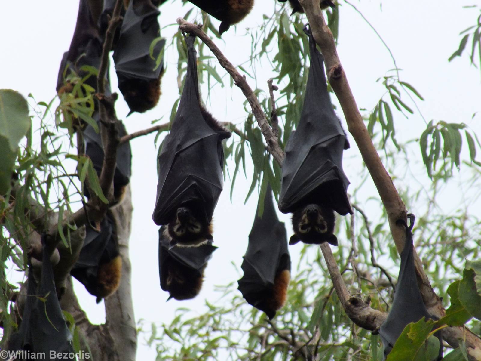 Spectacled Flying Foxes