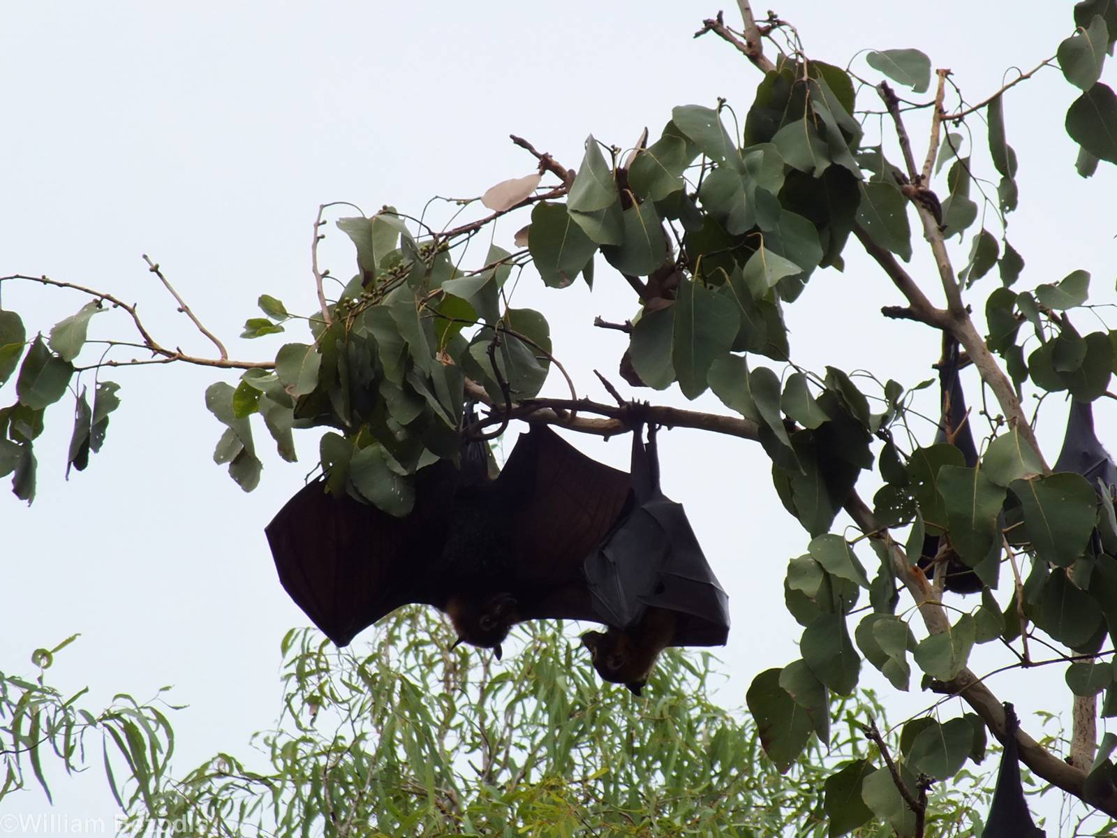 Spectacled Flying Foxes