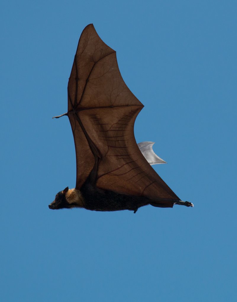 Spectacled Fruit Bat - bones and veins