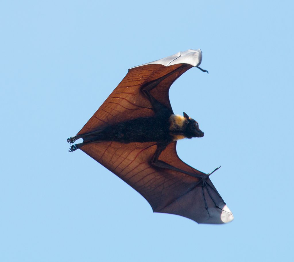 Spectacled Fruit Bat - bones and veins