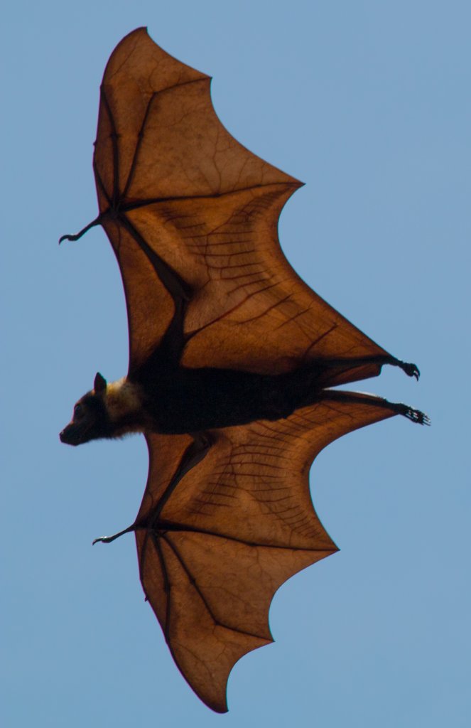 Spectacled Fruit Bat - bones and veins