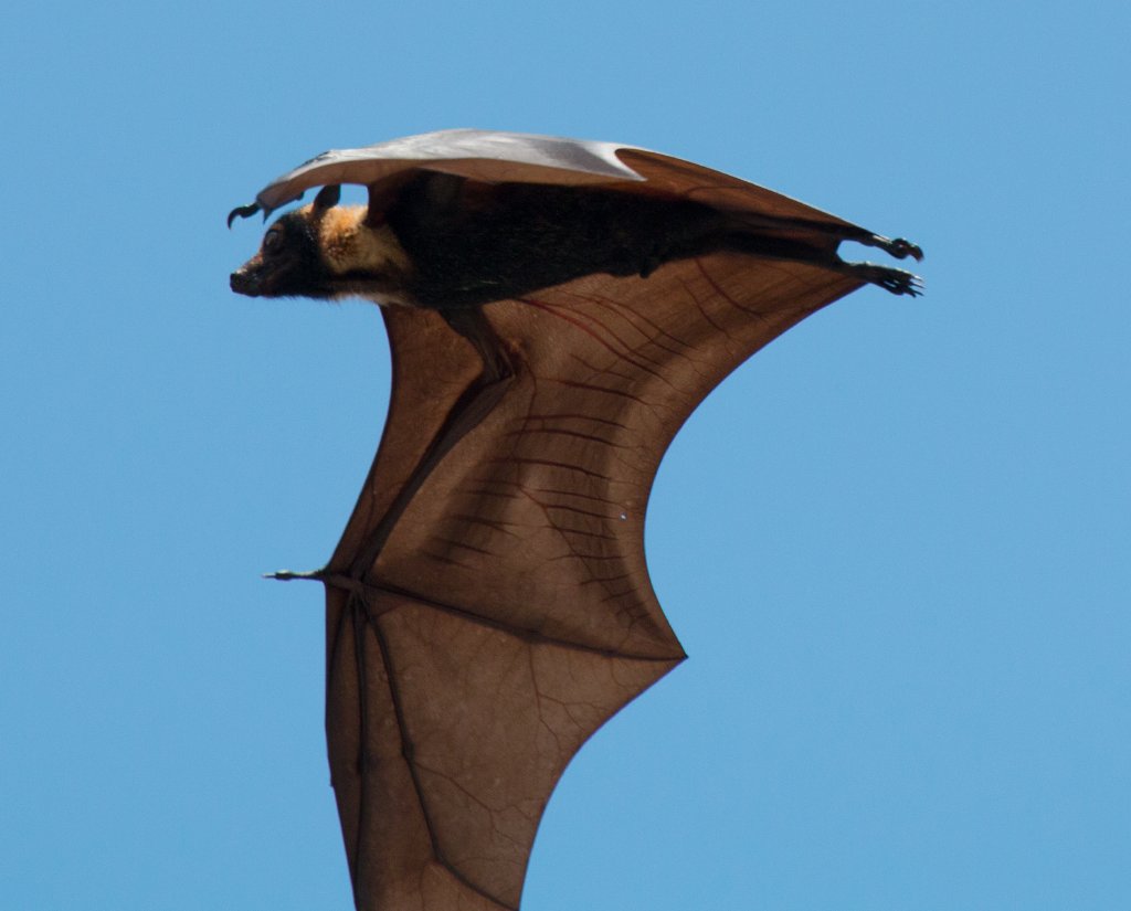 Spectacled Fruit Bat - bones and veins