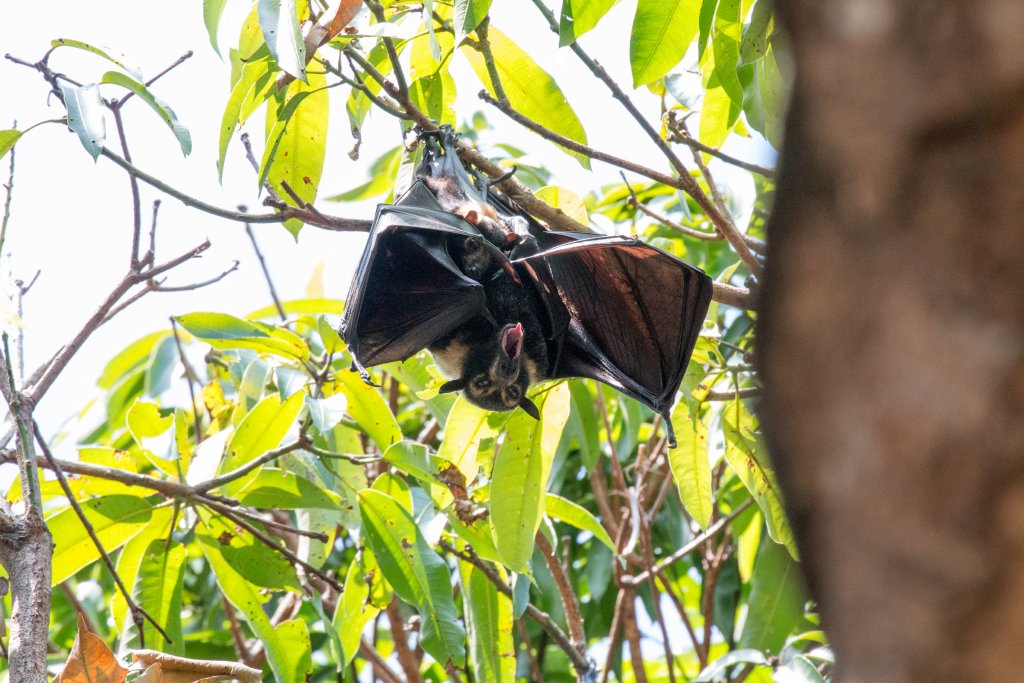 Spectacled Fruit Bat - female with juvenile