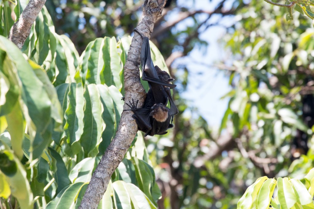 Spectacled Fruit Bat - female with juvenile