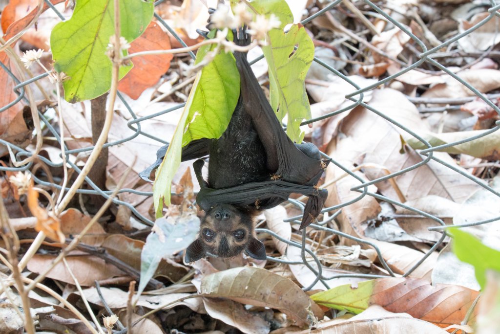 Spectacled Fruit Bat youngster