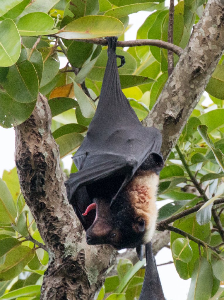 Spectacled Fruit Bat