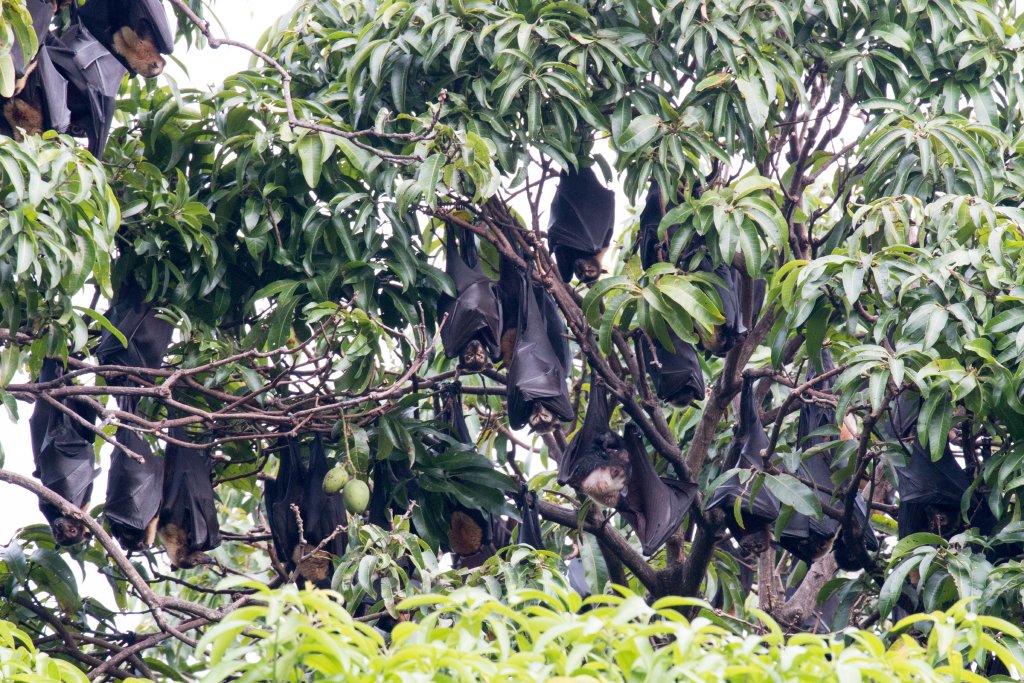 Spectacled Fruit Bat