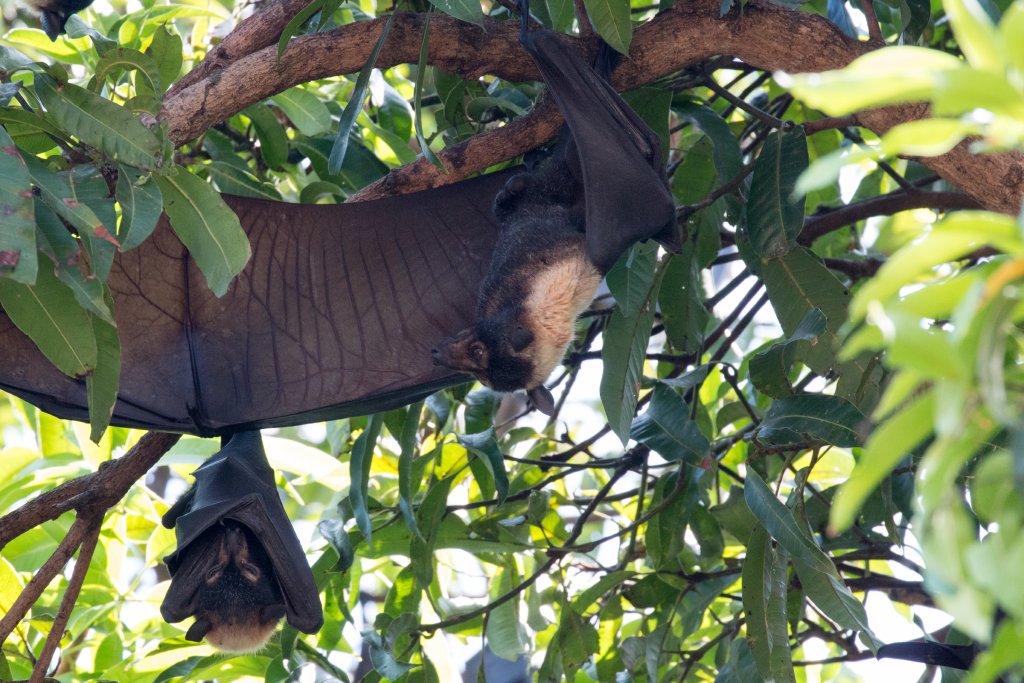 Spectacled Fruit Bat