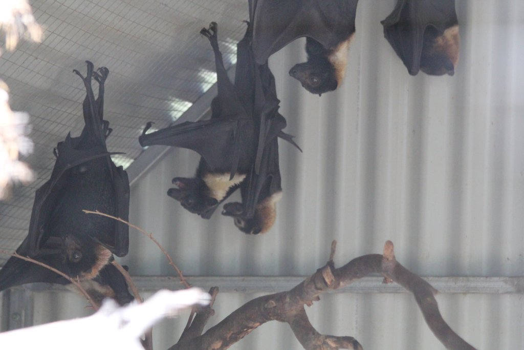 Spectacled Fruit Bats