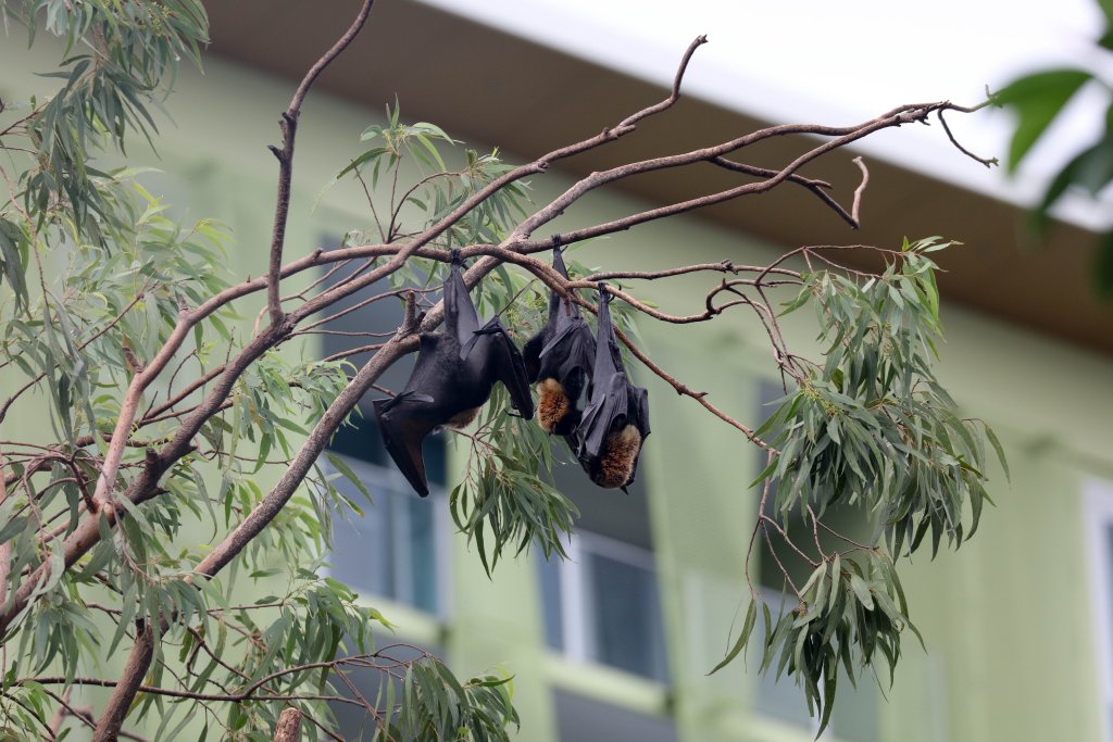 Spectacled Fruit Bats