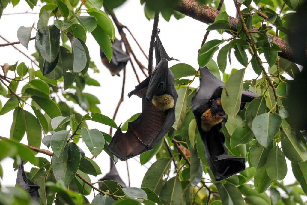 Spectacled Fruit Bats