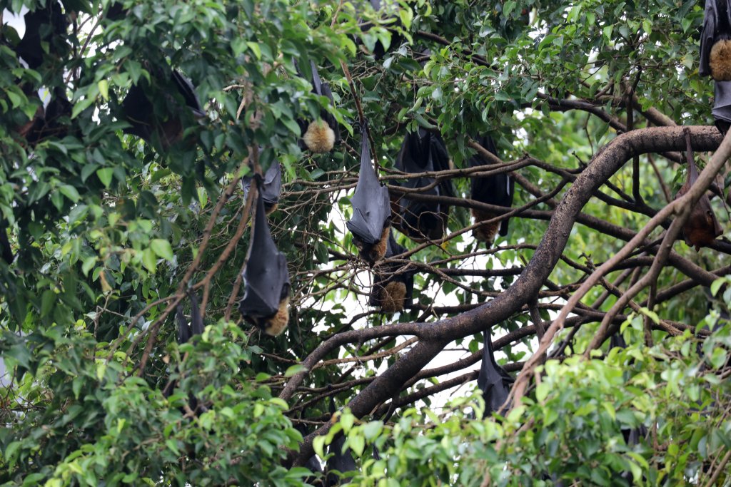 Spectacled Fruit Bats