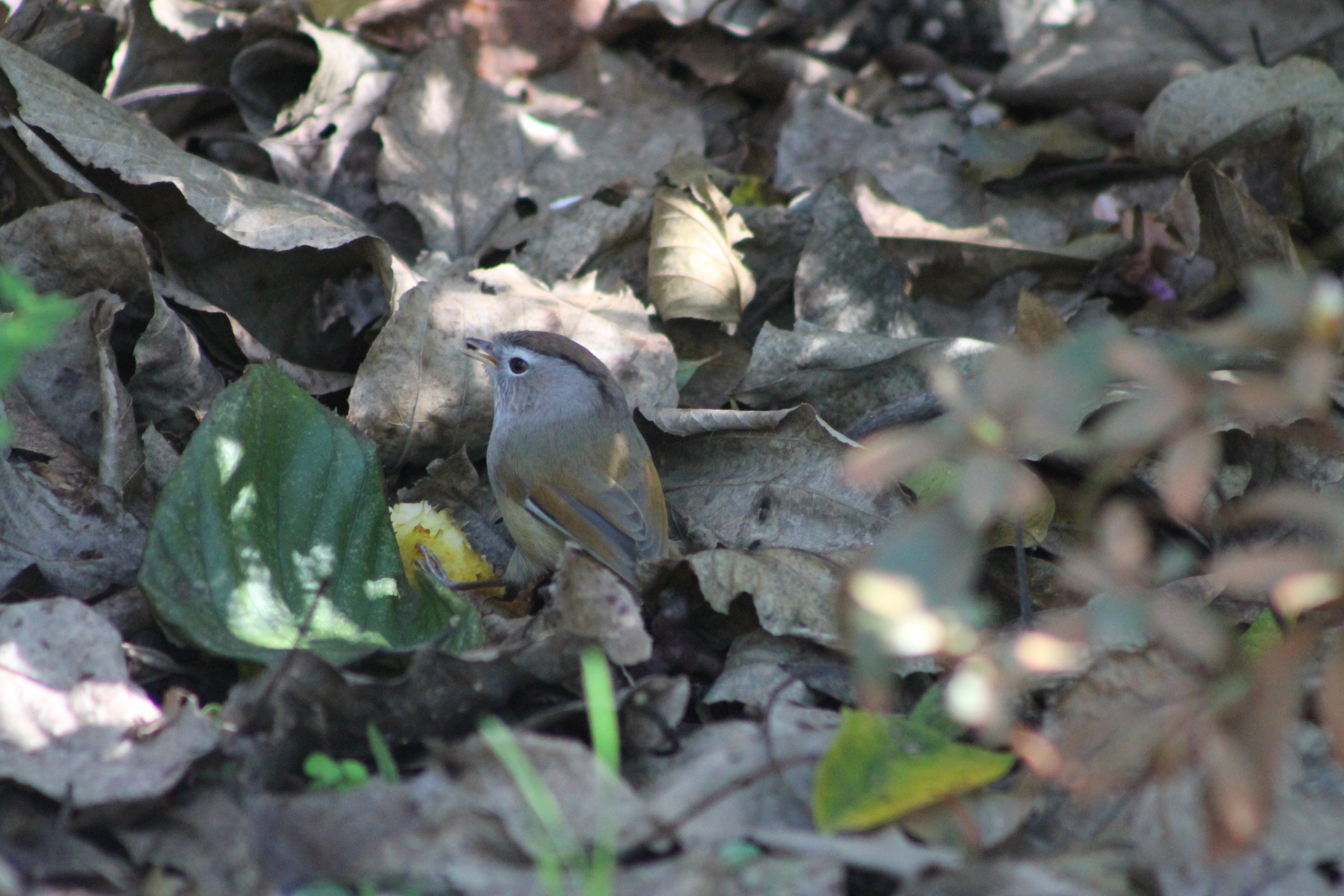 Spectacled Fulvetta (Fulvetta ruficapilla)