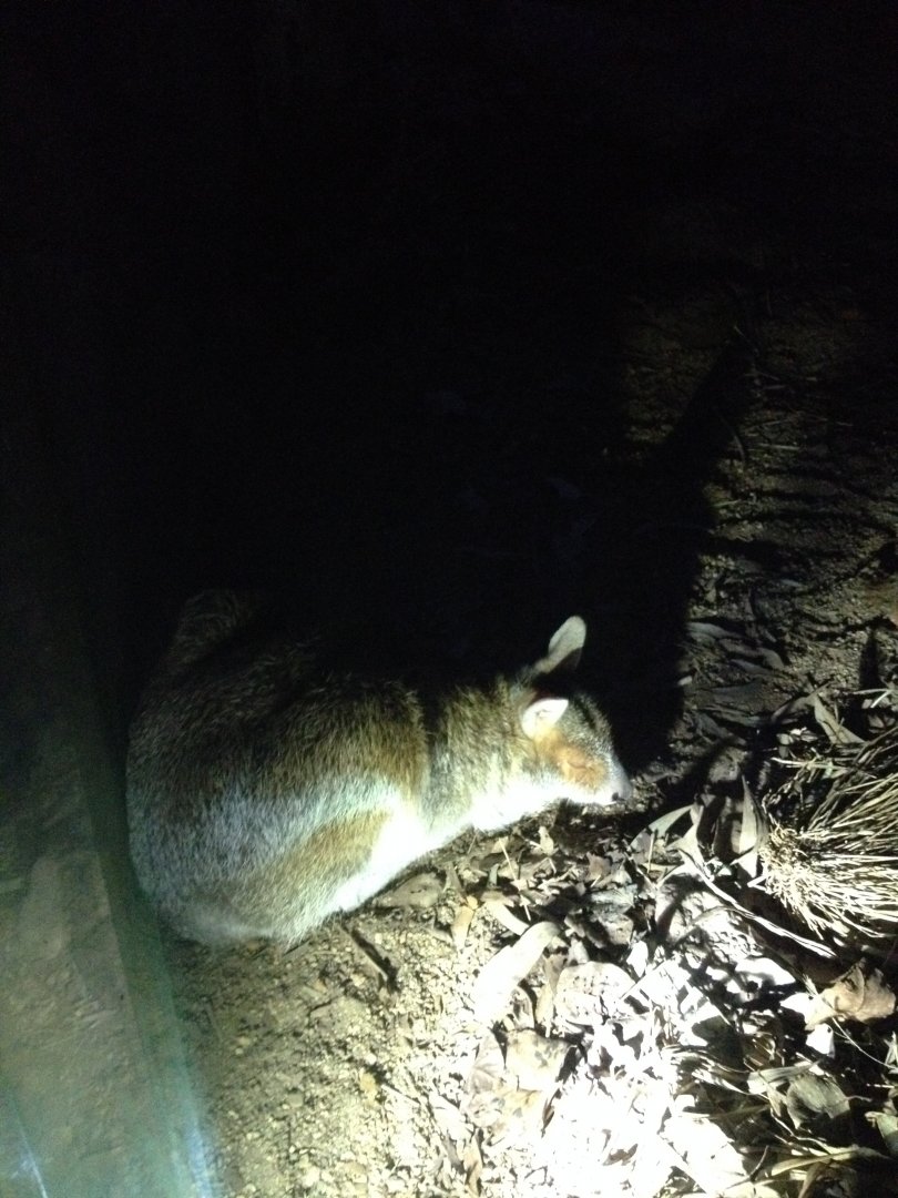 Spectacled Hare-wallaby (Lagorchestes conspicillatus)
